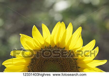 Stock Photograph - Flowers. Fotosearch