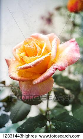 Flowers View Large Photo Image Stock Photograph - Flowers. Fotosearch