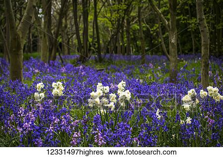 Flowers View Large Photo Image Stock Photograph - Flowers. Fotosearch