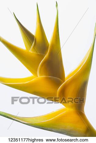 Stock Photograph - Flowers. Fotosearch