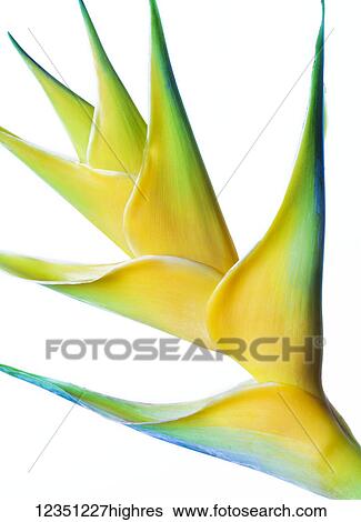 Stock Photograph - Flowers. Fotosearch