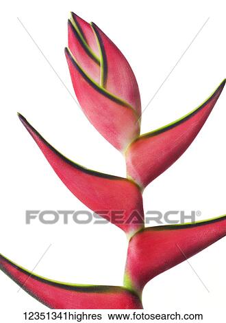 Stock Photograph - Flowers. Fotosearch