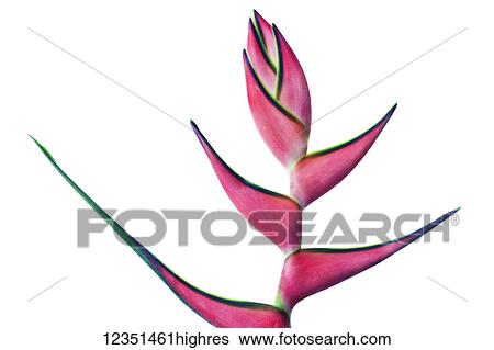 Flowers View Large Photo Image Stock Photograph - Flowers. Fotosearch