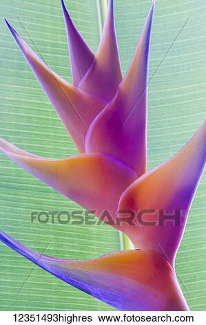 Stock Photograph - Flowers. Fotosearch