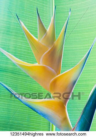 Flowers View Large Photo Image Stock Photograph - Flowers. Fotosearch