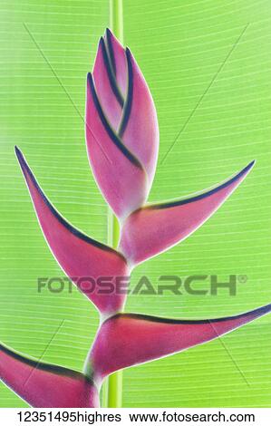 Stock Photograph - Flowers. Fotosearch