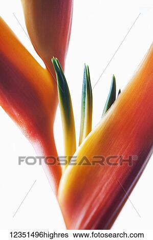 Stock Photograph - Flowers. Fotosearch