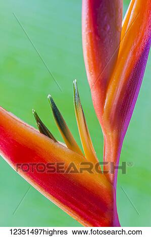 Flowers View Large Photo Image Stock Photograph - Flowers. Fotosearch