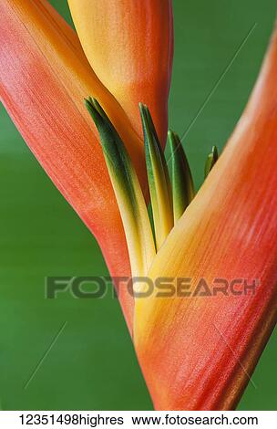 Stock Photograph - Flowers. Fotosearch