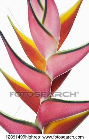 Stock Photograph - Flowers. Fotosearch