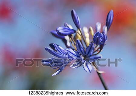 Stock Photograph - Flowers. Fotosearch