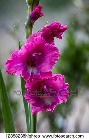 Stock Photograph - Flowers. Fotosearch
