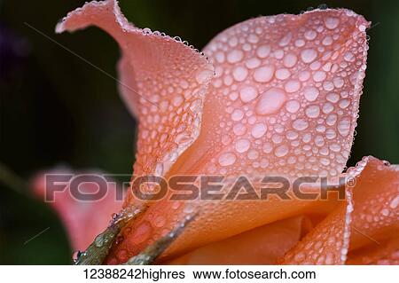 Stock Photograph - Flowers. Fotosearch