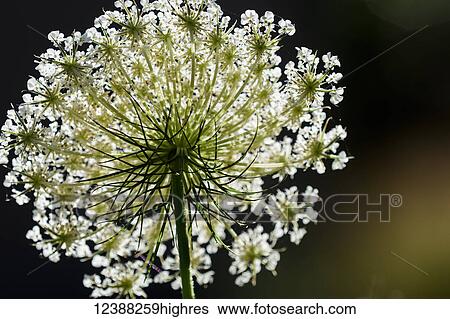 Stock Photograph - Flowers. Fotosearch