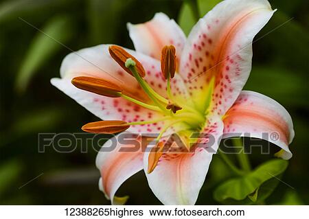 Stock Photograph - Flowers. Fotosearch