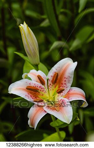Stock Photograph - Flowers. Fotosearch