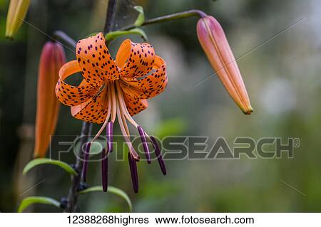 Stock Photograph - Flowers. Fotosearch