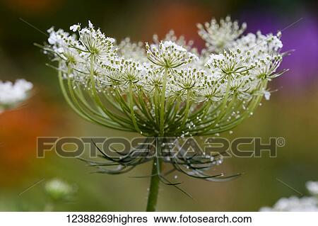 Stock Photograph - Flowers. Fotosearch