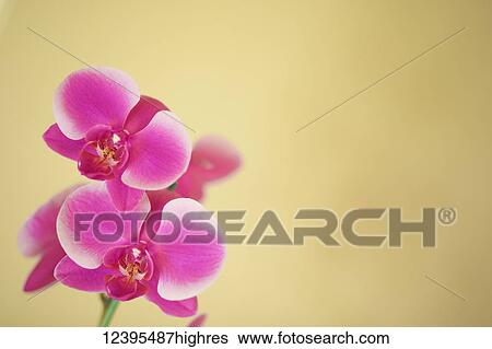 Stock Photograph - Flowers. Fotosearch