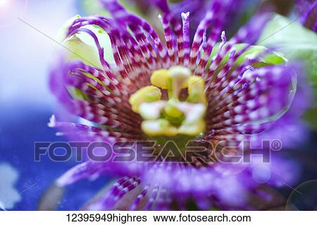 Stock Photograph - Flowers. Fotosearch