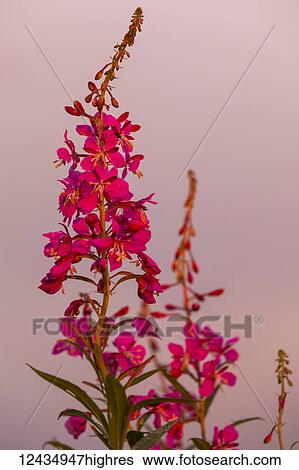 Stock Photograph - Flowers. Fotosearch