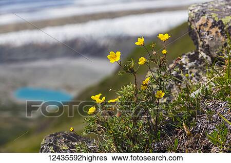 Flowers View Large Photo Image Stock Photograph - Flowers. Fotosearch