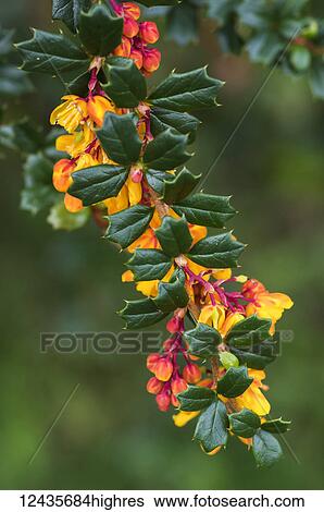Stock Photograph - Flowers. Fotosearch