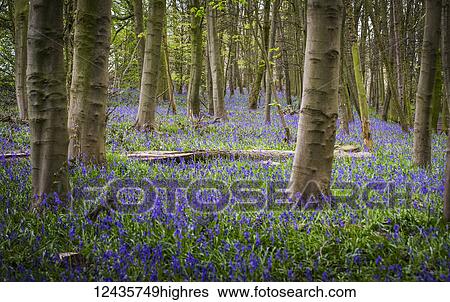 Stock Photograph - Flowers. Fotosearch