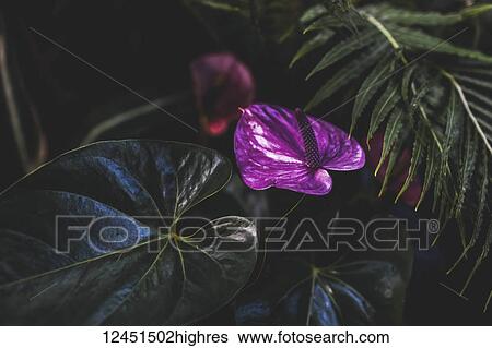 Flowers View Large Photo Image Stock Photograph - Flowers. Fotosearch