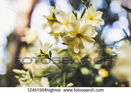 Stock Photograph - Flowers. Fotosearch
