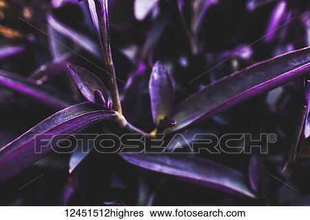 Flowers View Large Photo Image Stock Photograph - Flowers. Fotosearch