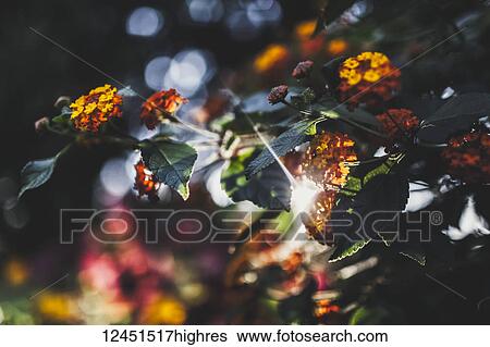Stock Photograph - Flowers. Fotosearch