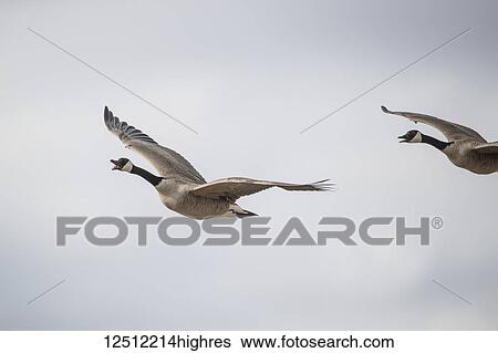 Stock Photograph - Flying Canadian Geese (Branta canadensis); Val Marie, Saskatchewan, Canada. Fotosearch