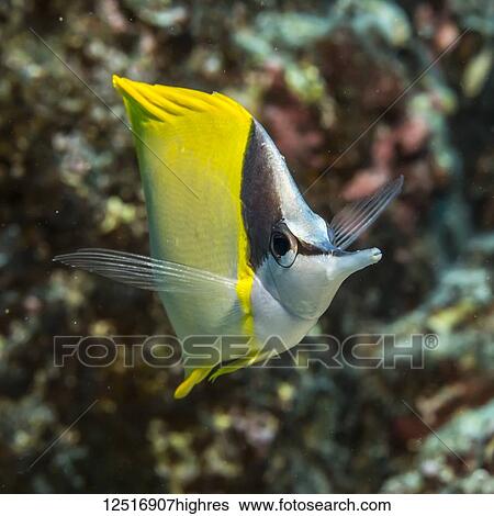 Forcepsfish (Forcipiger flavissimus) photographed while scuba diving the Kona Coast; Island of Hawaii, Hawaii, United States of America View Large Photo Image Stock Photograph - Forcepsfish (Forcipiger flavissimus) photographed while scuba diving the Kona Coast; Island of Hawaii, Hawaii, United States of America. Fotosearch