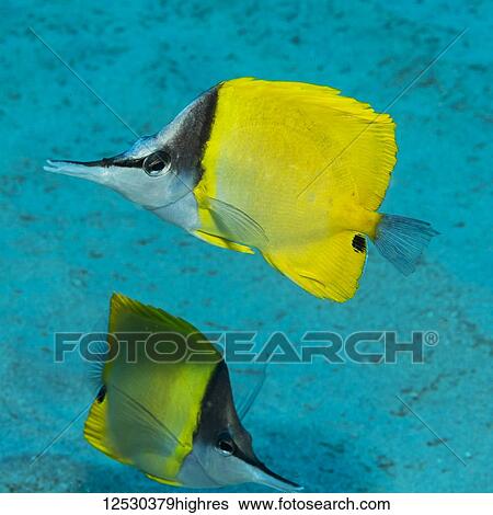 Forceptfish (Forcipiger flavissimus) pair off Kauai, Hawaii, during the spring; Kauai, Hawaii, United States of America View Large Photo Image Stock Photograph - Forceptfish (Forcipiger flavissimus) pair off Kauai, Hawaii, during the spring; Kauai, Hawaii, United States of America. Fotosearch