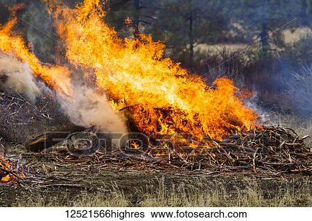 Stock Photograph - Forest fire prescribed burn; Dairy, Oregon, United States of America. Fotosearch