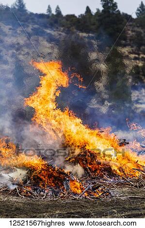 Forest fire prescribed burn; Dairy, Oregon, United States of America View Large Photo Image Stock Photograph - Forest fire prescribed burn; Dairy, Oregon, United States of America. Fotosearch