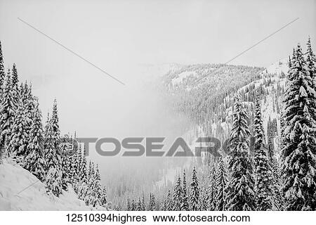 Stock Photograph - Forests on the mountains covered in snow in the fog, Whitewater Resort; Nelson, British Columbia, Canada. Fotosearch