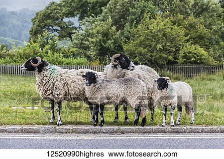Four sheep looking for traffic on the roadside before crossing; England View Large Photo Image Stock Photograph - Four sheep looking for traffic on the roadside before crossing; England. Fotosearch