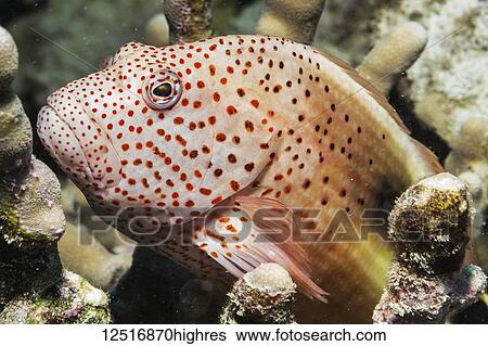 Freckled Hawkfish (Paracirrhites forsteri) photographed while scuba diving along the Kona Coast; Island of Hawaii, Hawaii, United States of America View Large Photo Image Stock Photograph - Freckled Hawkfish (Paracirrhites forsteri) photographed while scuba diving along the Kona Coast; Island of Hawaii, Hawaii, United States of America. Fotosearch