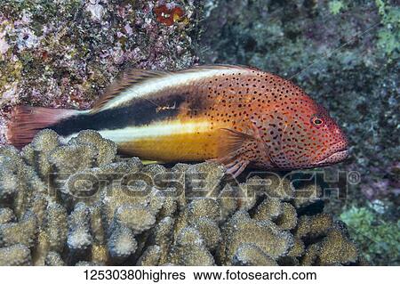 Stock Photograph - Freckled Hawkfish (Paracirrhites forsteri) resting on Cauliflower Coral (Pocillopora meandrina) off Kauai, Hawaii, during the spring; Kauai, Hawaii, United States of America. Fotosearch