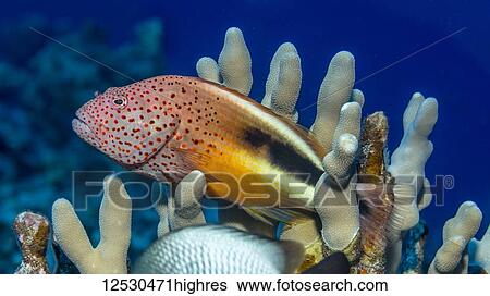 Stock Photograph - Freckled Hawkfish (Paracirrhites forsteri) resting on finger coral (Porites compressa) photographed while scuba diving the Kona Coast; Island of Hawaii, Hawaii, United States of America. Fotosearch