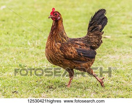 Stock Photograph - Free-ranging chicken hen (female Gallus gallus domesticus), one of many free-ranging chickens found on the Hawaiian islands; Kauai, Hawaii, United States of America. Fotosearch