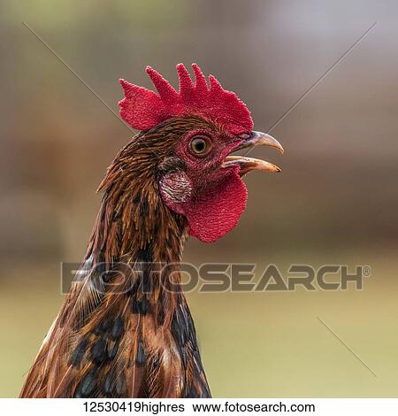 Free-ranging rooster (male Gallus gallus domesticus) crowing on a spring day. One of many free-ranging chickens found on the Hawaiian islands; Kauai, Hawaii, United States of America View Large Photo Image Stock Photograph - Free-ranging rooster (male Gallus gallus domesticus) crowing on a spring day. One of many free-ranging chickens found on the Hawaiian islands; Kauai, Hawaii, United States of America. Fotosearch