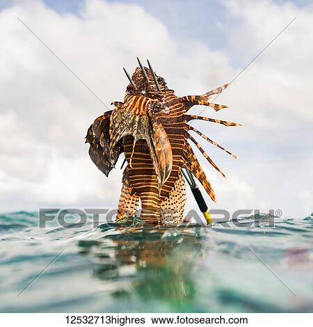 Fresh caught sea life off the Turneffe Atoll, Belize Barrier Reef; Belize View Large Photo Image Stock Photograph - Fresh caught sea life off the Turneffe Atoll, Belize Barrier Reef; Belize. Fotosearch