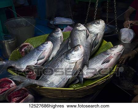 Stock Photograph - Fresh fish in a basket at the Naskar Fish stall; Kolkata, West Bengal, India. Fotosearch
