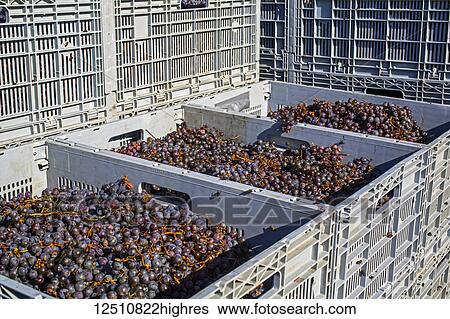 Stock Photograph - Fresh Frontenac Gris grapes in clusters picked at harvest time and in large crates for processing; Shefford, Quebec, Canada. Fotosearch