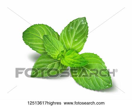 Fresh peppermint leaves with water droplets on a white background View Large Photo Image Stock Photograph - Fresh peppermint leaves with water droplets on a white background. Fotosearch