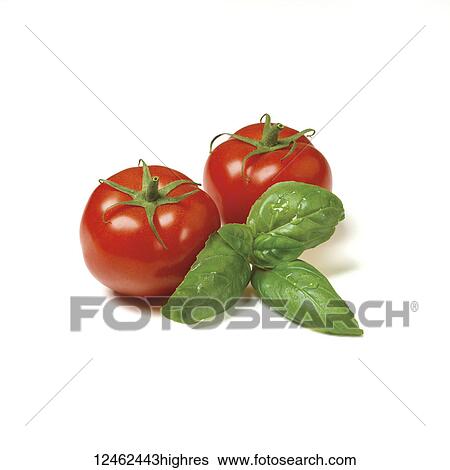 Stock Photograph - Fresh tomatoes and basil on a white background. Fotosearch
