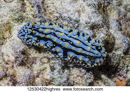 Stock Photograph - Fried Egg Nudibranch (Phyllida varicosa) gliding across a reef off the Kona Coast; Island of Hawaii, Hawaii, United States of America. Fotosearch